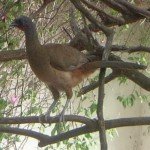 Guacharaca, a turkey-like wild bird living n mountains and high land cooperatives. Farmers hunt them for their rich meat. 