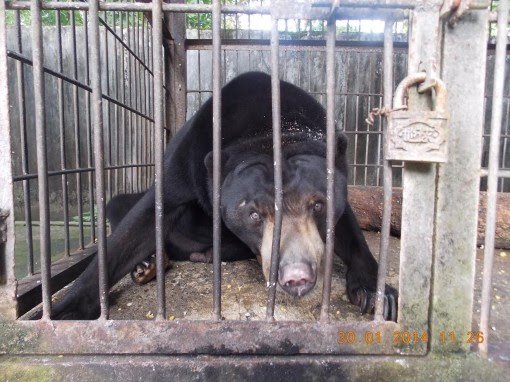 bear_DV