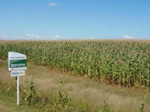 In Mato Grosso state