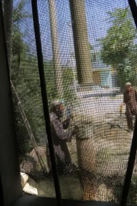 03-through-our-kitchen-window