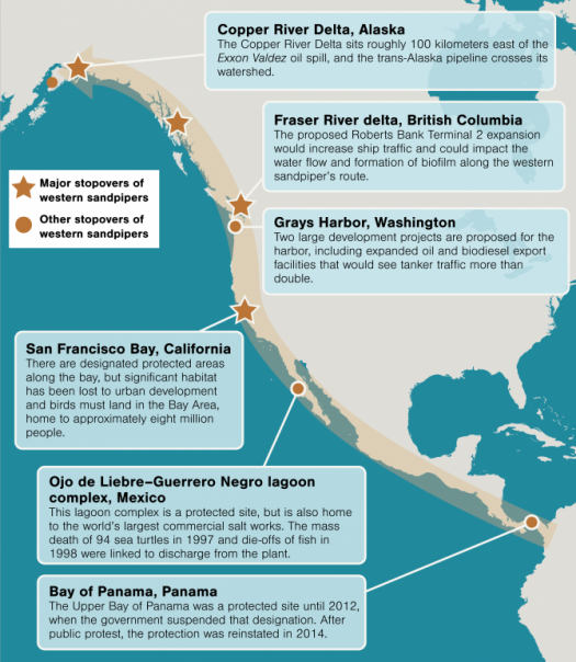The Pacific Flyway is a chain of stops along the west coast of North America that’s used by more than a billion migrating shorebirds each year. Many of the key stops are major river estuaries with mudflats where the birds feed. As this map shows, many are also sites of potential, proposed, or ongoing developments that can impact the quality of that food. If the chain of stops is broken, birds are unable to migrate and breed, and entire species can be at risk. Illustration by Mark Garrison