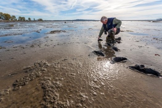 Together with scientific associates in France, Japan, and the United States, Bob Elner discovered that the organic biofilm on the mud’s surface is essential for sandpipers’ migratory flights. Photo by Ron Watts